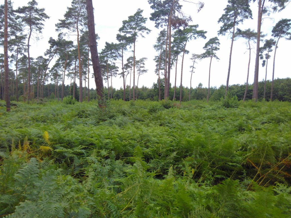 Adelaarsvaren op een bijna kaal gekapt bosperceel in Noord-Frankrijk nabij Valenciennes. Foto: Wytze Schouten